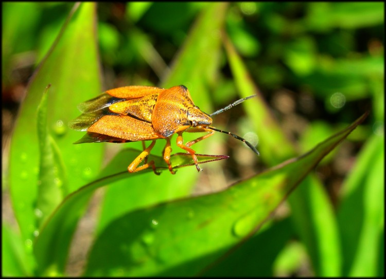 Wallpapers Animals Insectes - Bugs Punaise