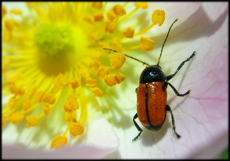 Fonds d'cran Animaux Insectes - Divers Wallpaper N141005