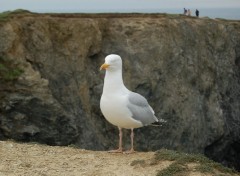 Fonds d'cran Animaux goland