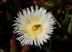 Fonds d'cran Nature abeille ds une fleur