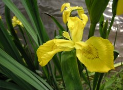 Fonds d'cran Nature Iris