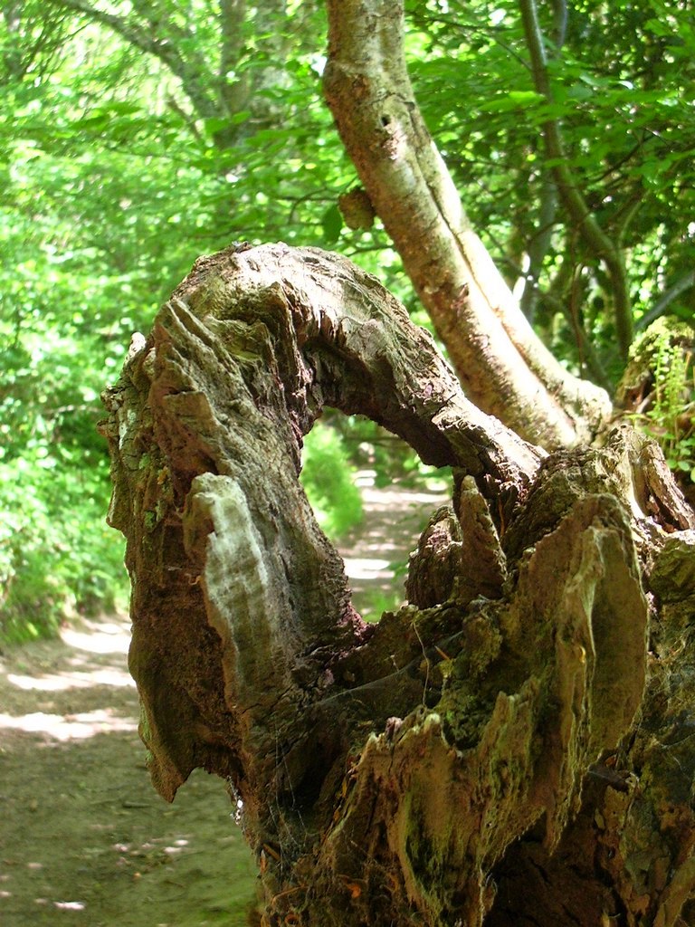 Fonds d'cran Nature Arbres - Forts chemin