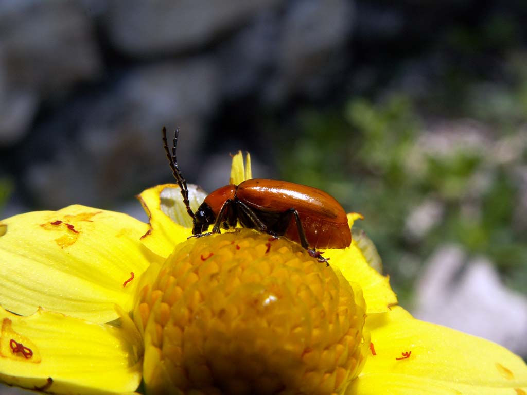 Fonds d'cran Nature Fleurs Y'a un intrus !