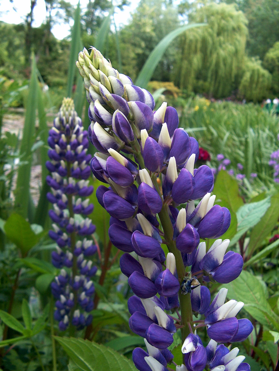 Fonds d'cran Nature Fleurs Une autre belle fleur de giverny