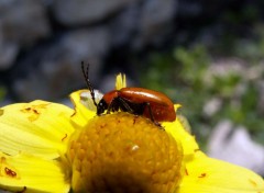 Fonds d'cran Nature Y'a un intrus !