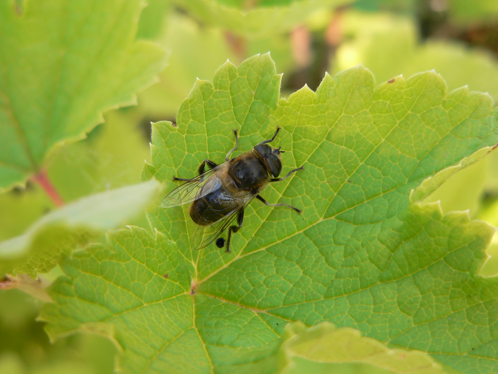 Wallpapers Animals Insects - Flies le repos apres une dure journee de recolte