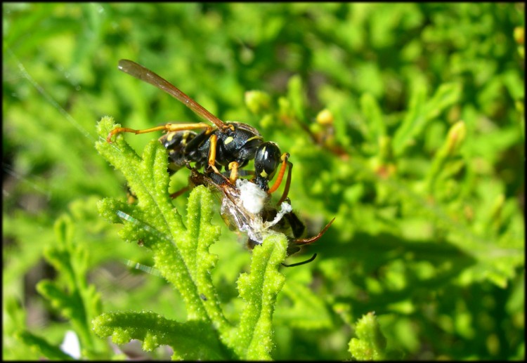 Fonds d'cran Animaux Insectes - Abeilles Gupes ... Gupe mangeant une gupe attrape par une araigne