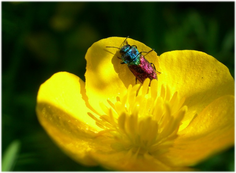 Fonds d'cran Animaux Insectes - Divers Wallpaper N141364