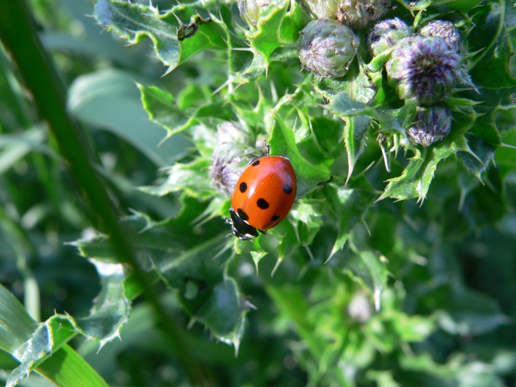 Wallpapers Animals Insects - Ladybugs une bete a bondieu