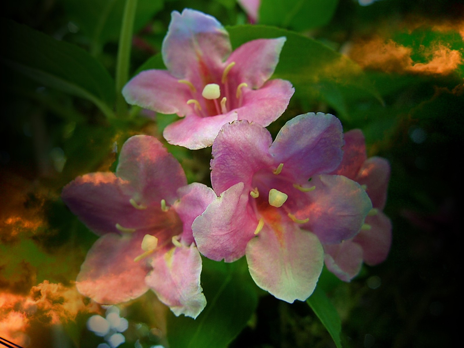 Fonds d'cran Nature Fleurs composition