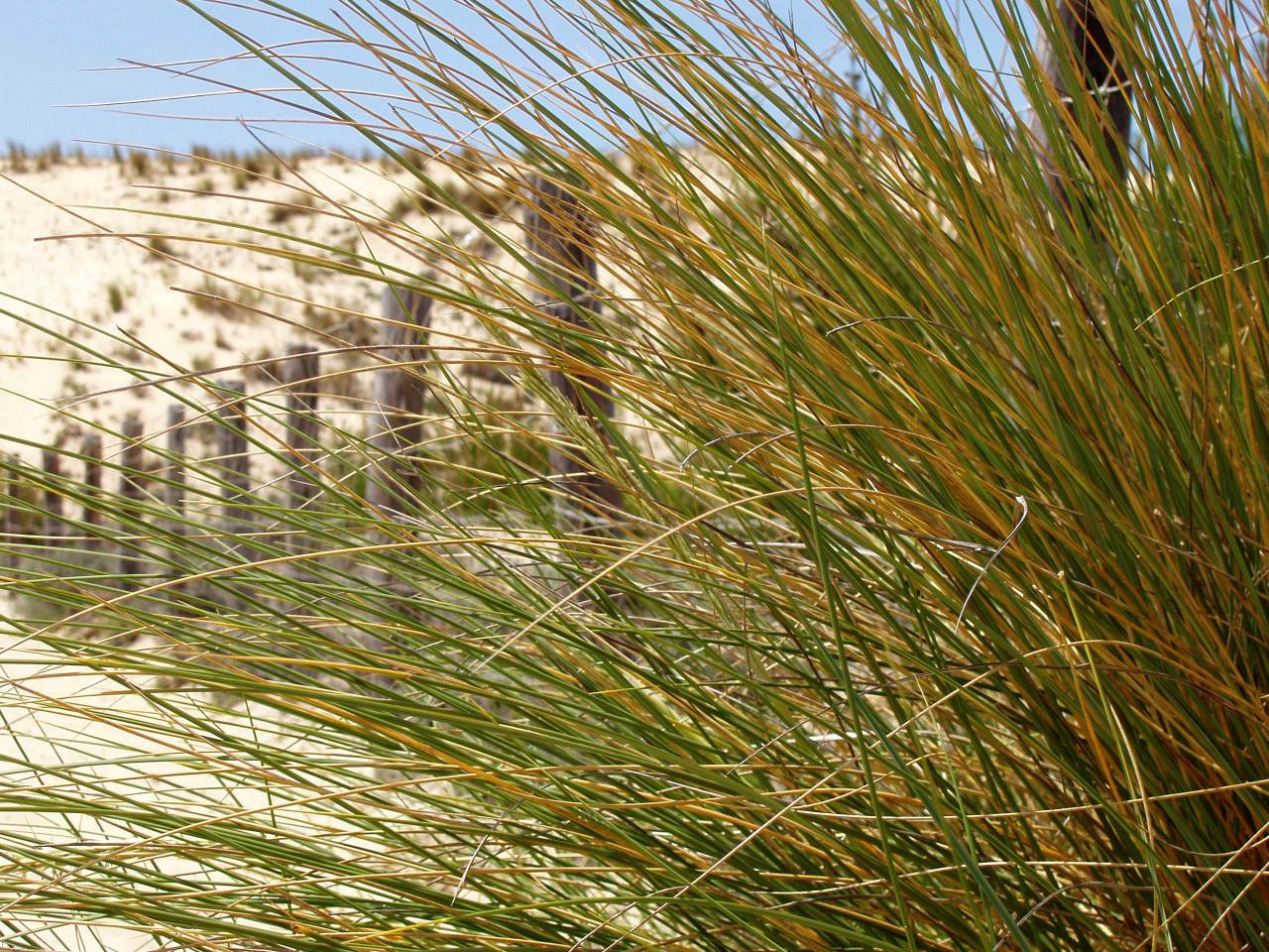 Fonds d'cran Nature Mers - Ocans - Plages 