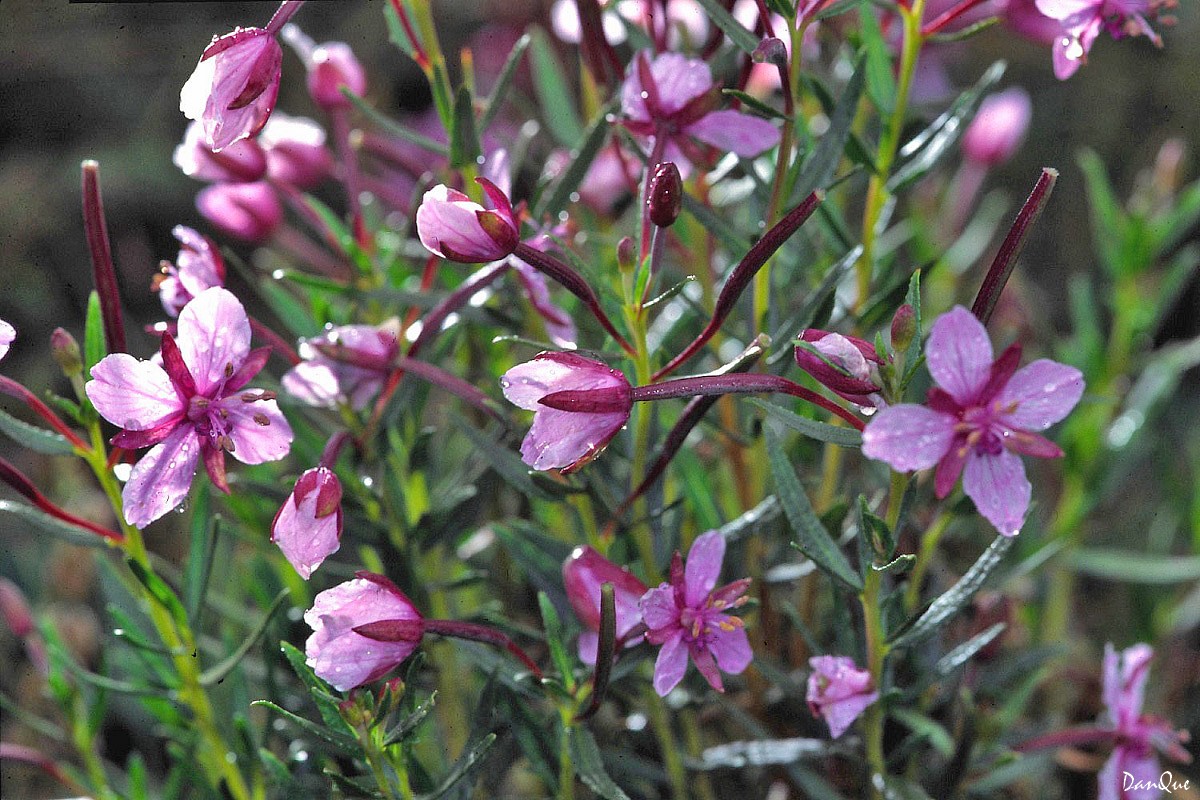 Wallpapers Nature Flowers Flore alpine