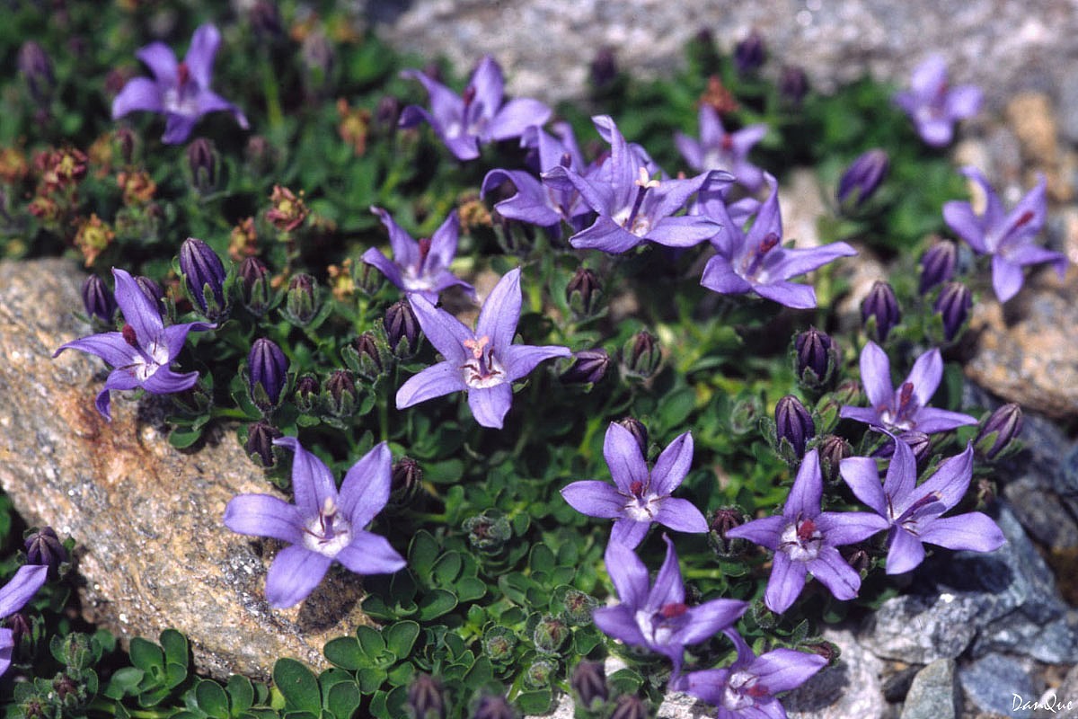 Fonds d'cran Nature Fleurs Flore alpine