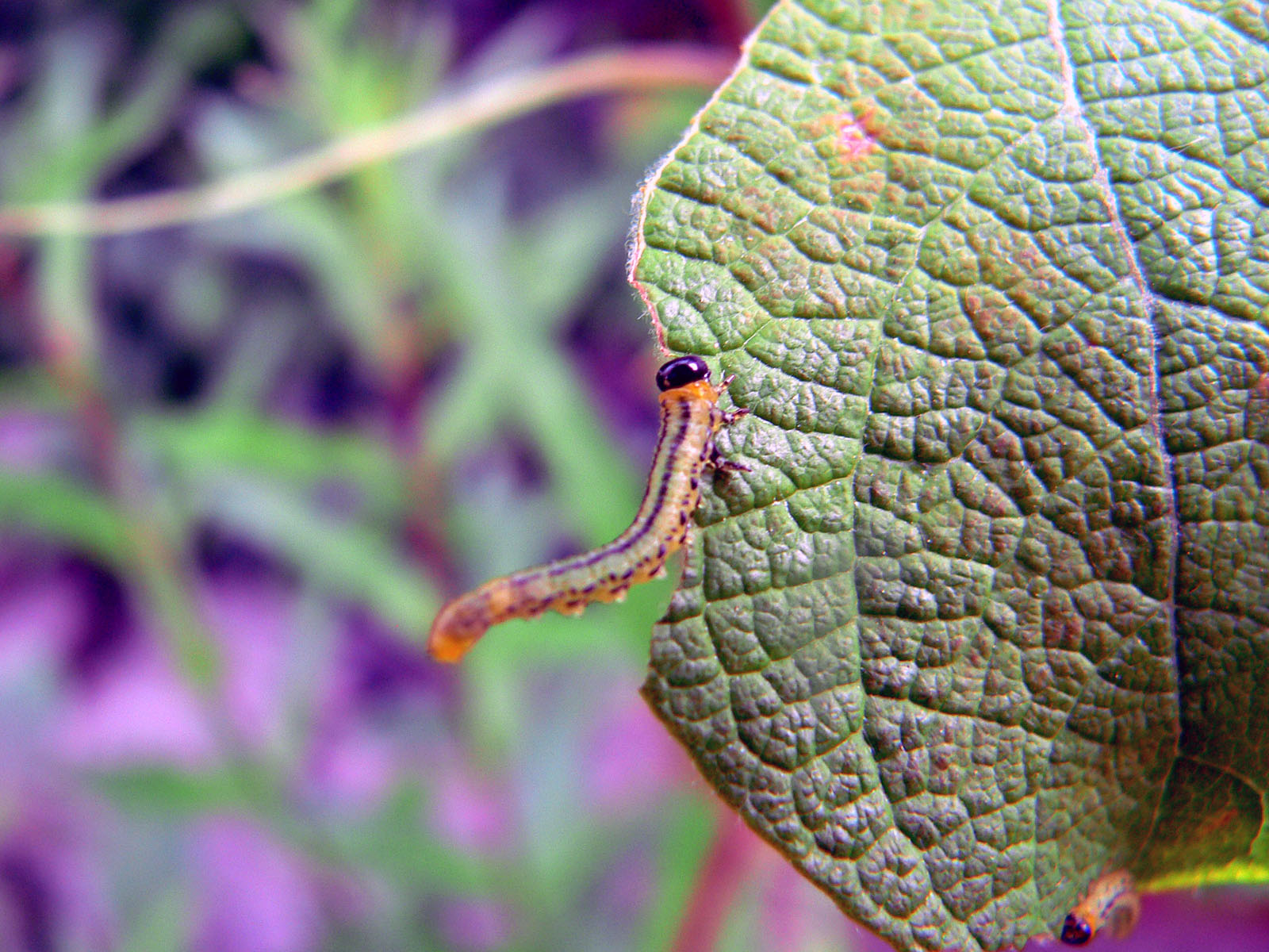 Wallpapers Animals Insects - Caterpillars la danse de la chenille