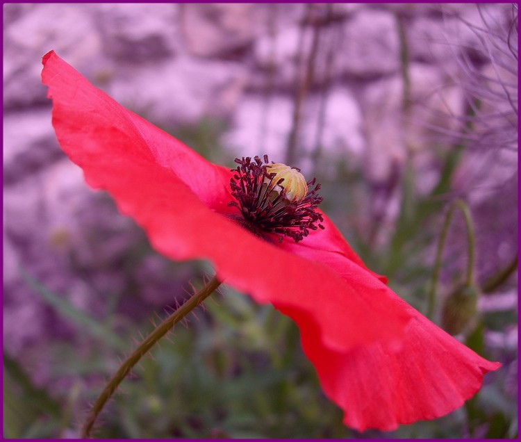 Wallpapers Nature Flowers Coquelicot