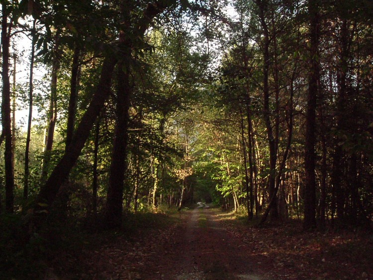 Fonds d'cran Nature Arbres - Forts Promenons dans les bois...