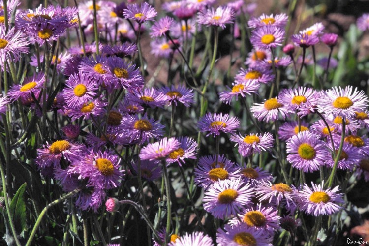 Wallpapers Nature Flowers Flore alpine