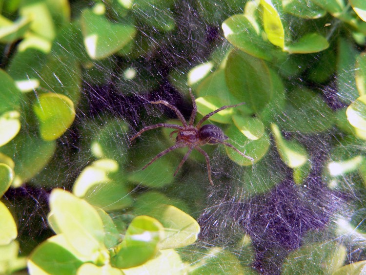 Fonds d'cran Animaux Araignes dans sa toile