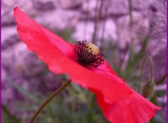 Wallpapers Nature Coquelicot