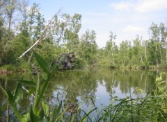 Fonds d'cran Nature Etang de Seraucourt le Grand (02)