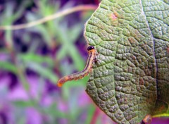 Fonds d'cran Animaux la danse de la chenille