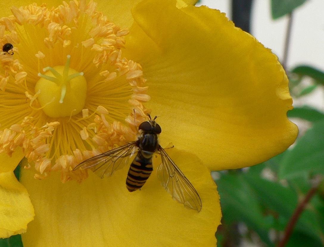 Fonds d'cran Animaux Insectes - Abeilles Gupes ... 