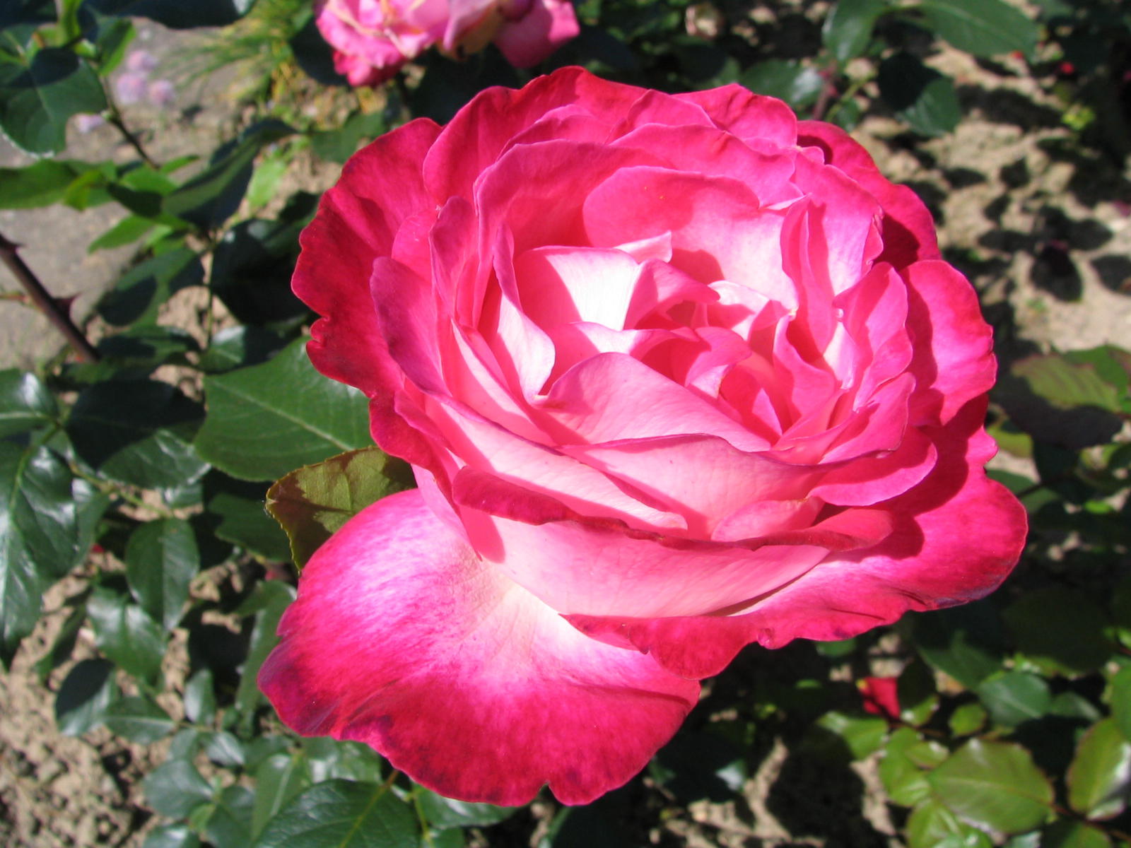 Fonds d'cran Nature Fleurs DANS MON JARDIN