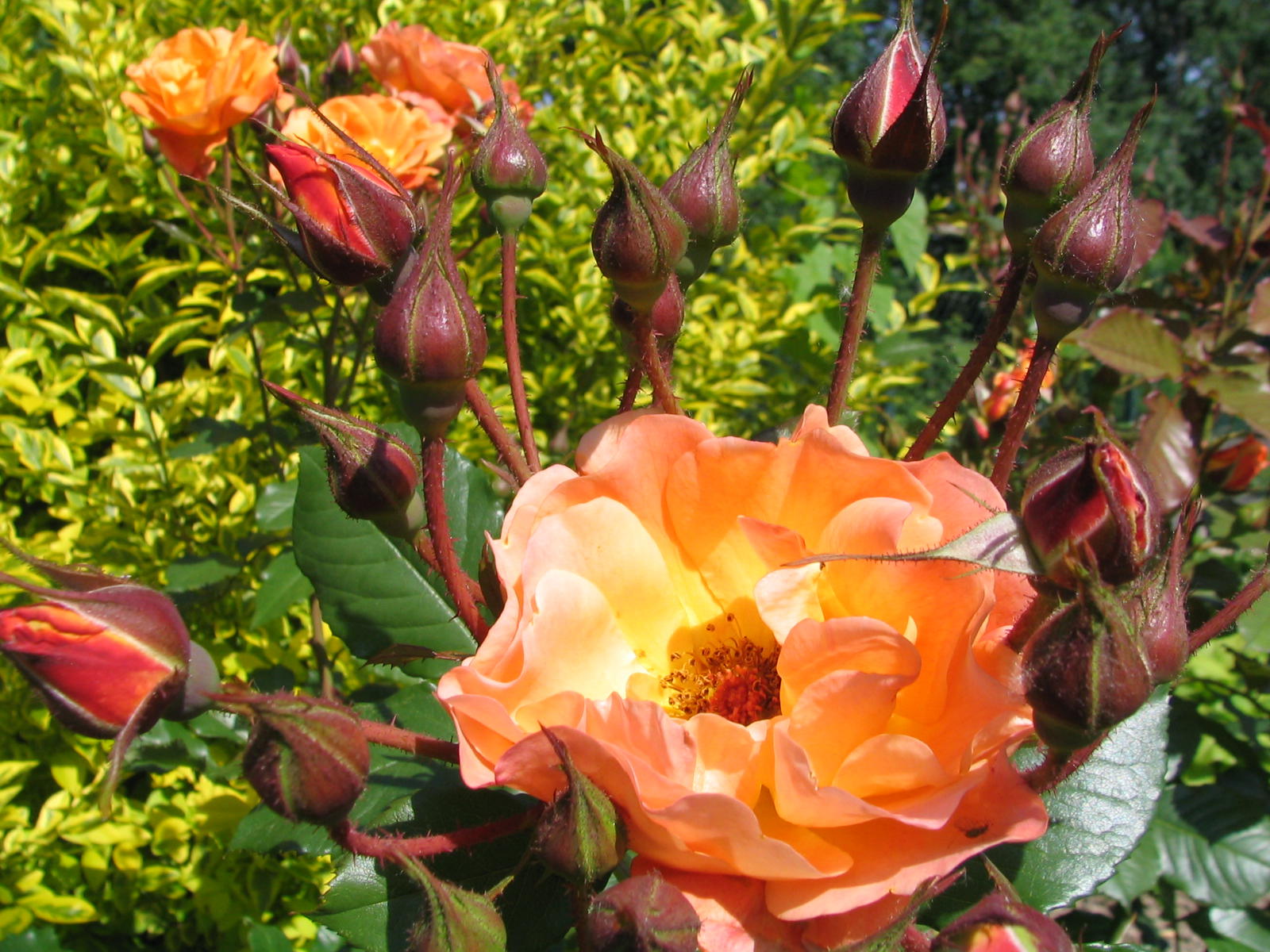 Fonds d'cran Nature Fleurs DANS MON JARDIN