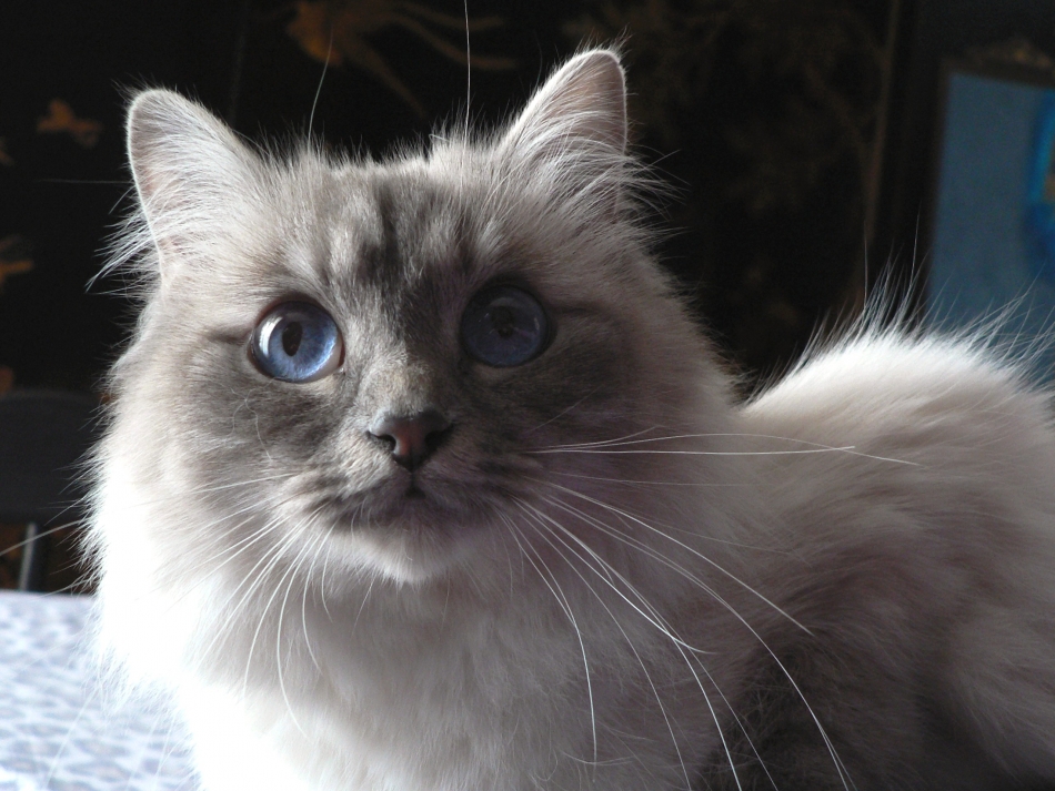 Fonds d'cran Animaux Chats - Chatons Vnus, Sacr de Birmanie Blue Tabby Point