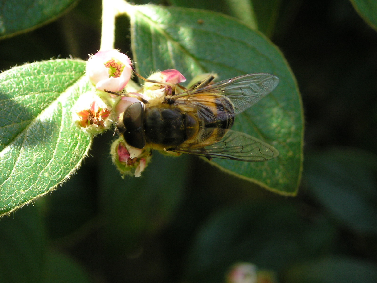 Fonds d'cran Animaux Insectes - Abeilles Gupes ... 