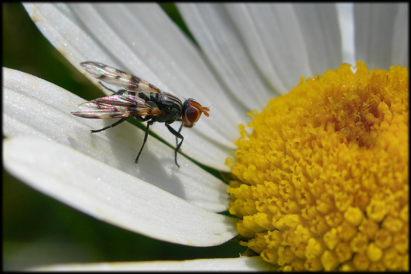 Fonds d'cran Animaux Insectes - Mouches 