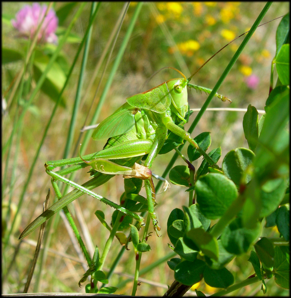 Wallpapers Animals Insects - Grasshoppers and Locusts sauterelle