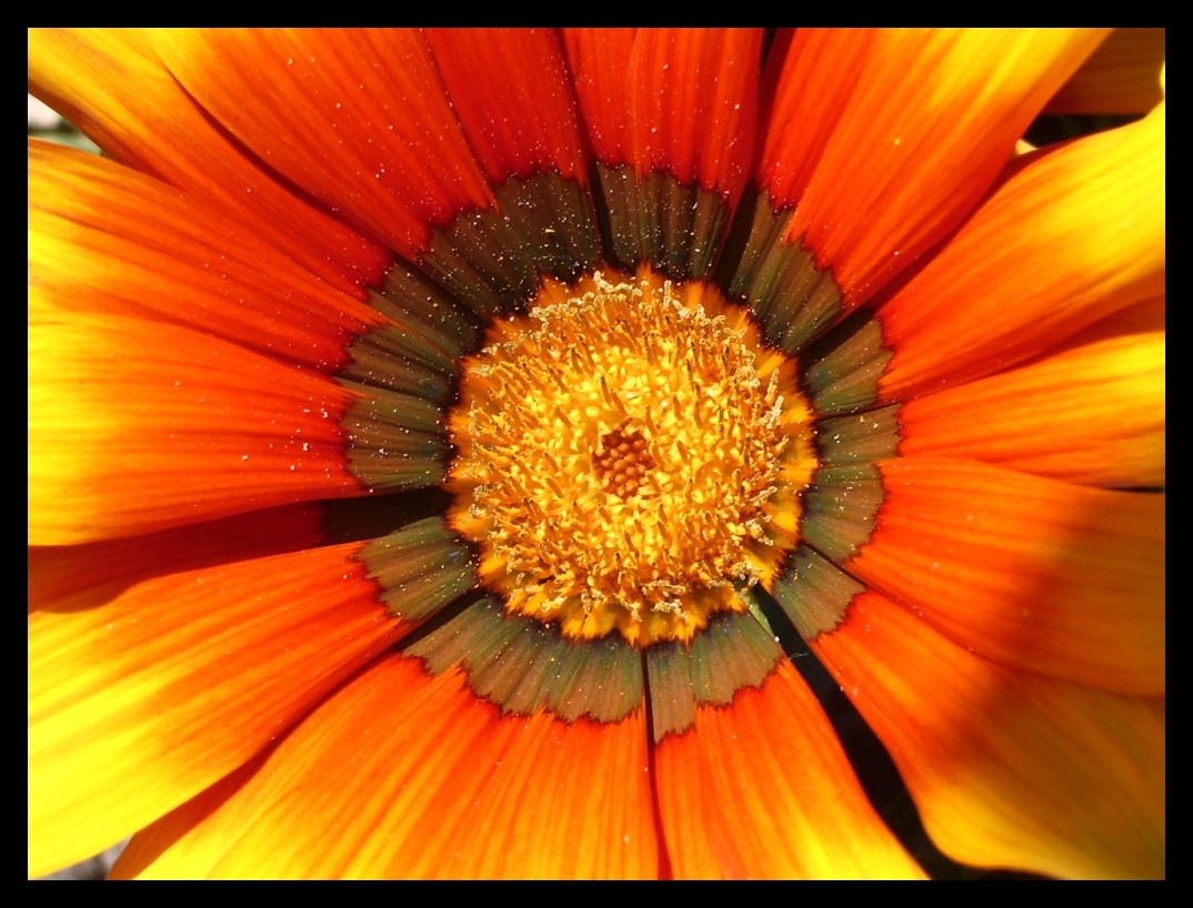 Fonds d'cran Nature Fleurs coeur de fleur