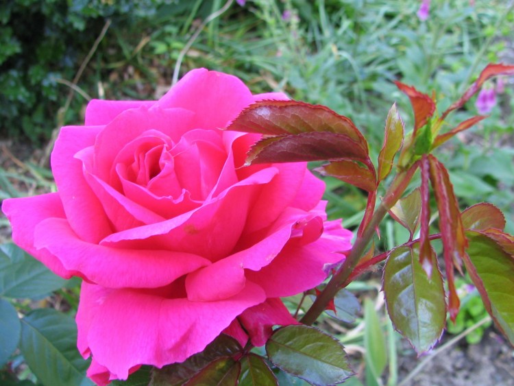 Fonds d'cran Nature Fleurs DANS MON JARDIN