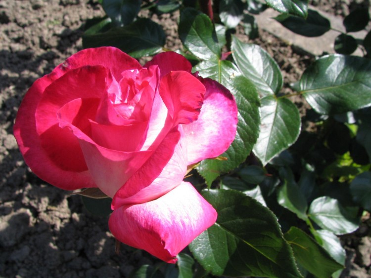 Fonds d'cran Nature Fleurs DANS MON JARDIN