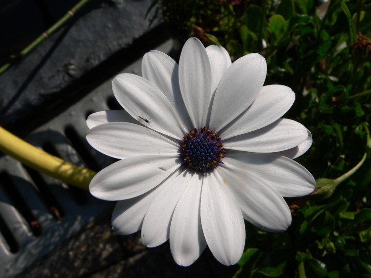 Fonds d'cran Nature Fleurs vue du haut