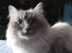 Fonds d'cran Animaux Vnus, Sacr de Birmanie Blue Tabby Point