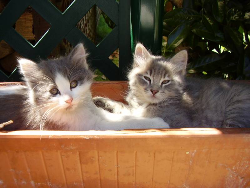 Fonds d'cran Animaux Chats - Chatons 