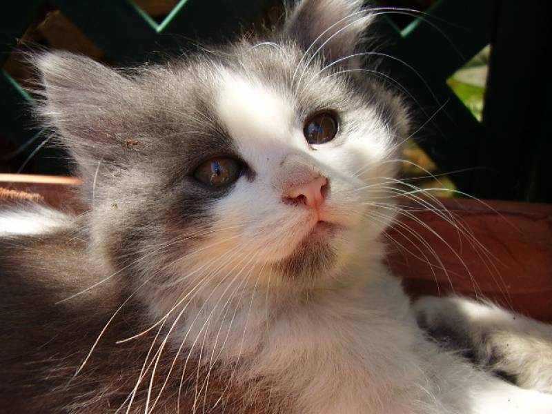 Fonds d'cran Animaux Chats - Chatons quesse que c'est?