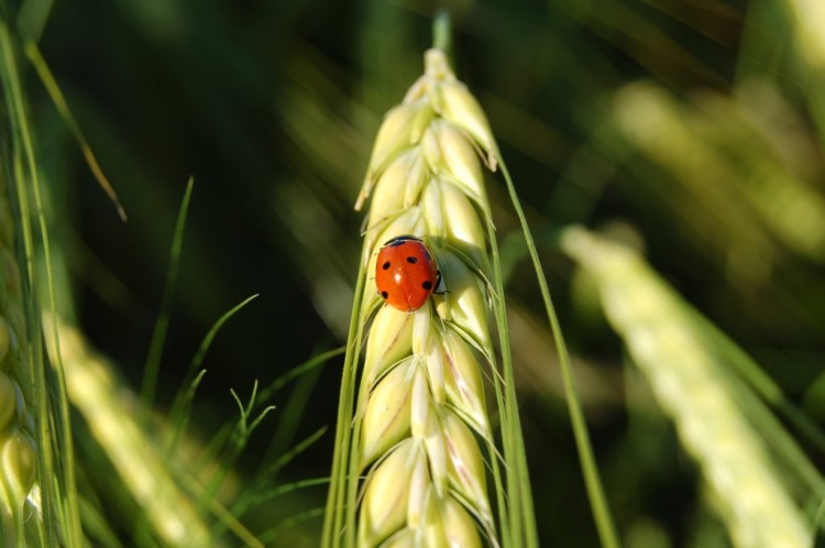 Wallpapers Animals Insects - Ladybugs Wallpaper N141536