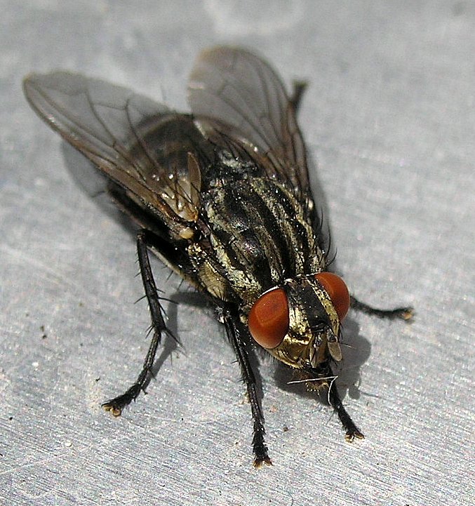 Fonds d'cran Animaux Insectes - Mouches une mouche qui pose