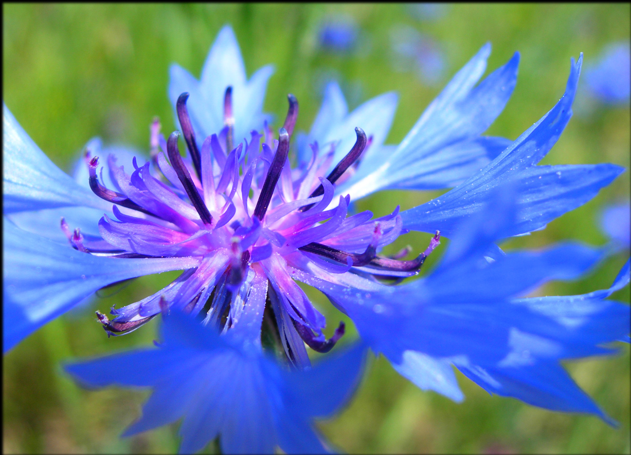 Fonds d'cran Nature Fleurs Bleuet