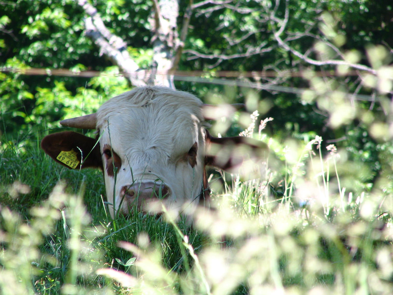 Fonds d'cran Animaux Vaches - Taureaux - Boeufs NATURA