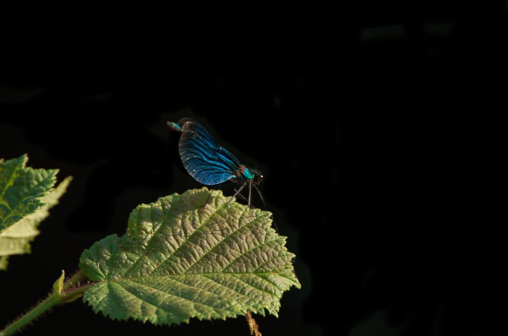 Fonds d'cran Animaux Insectes - Libellules 