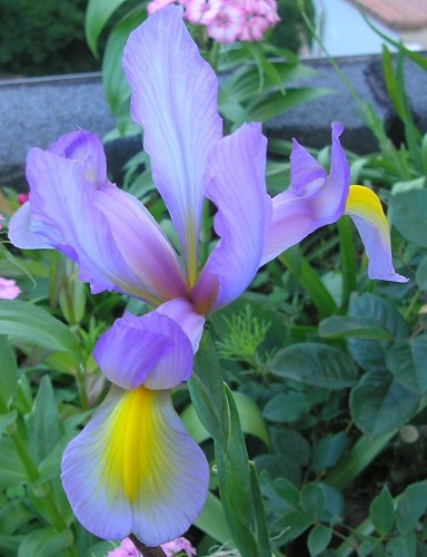 Fonds d'cran Nature Fleurs Iris