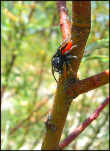 Wallpapers Animals Spiders Araigne au corps rouge