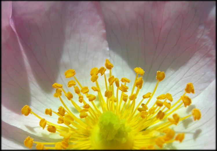 Wallpapers Nature Flowers Fleur d'glantier