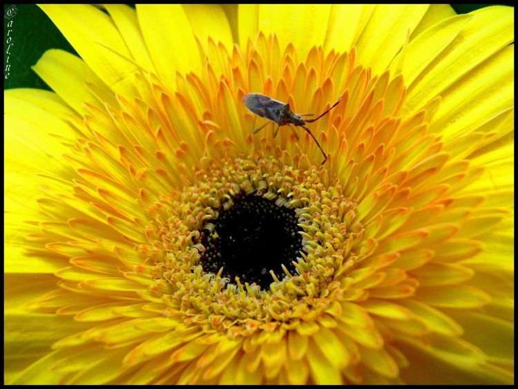 Wallpapers Nature Flowers Insecte sur une fleur