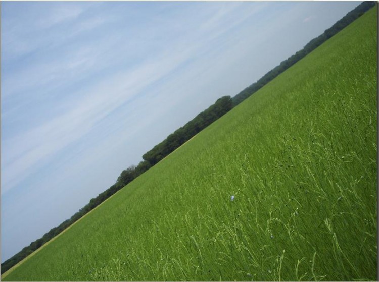 Fonds d'cran Nature Champs - Prairies quel vert !!