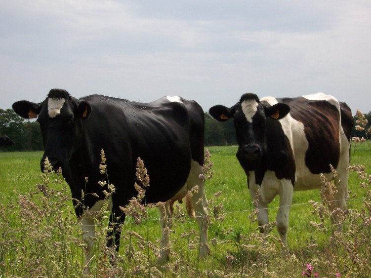 Fonds d'cran Animaux Vaches - Taureaux - Boeufs Vache bretonne